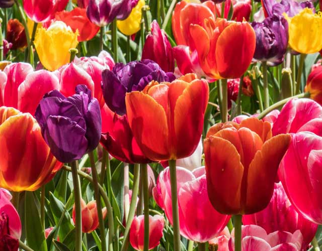 Tulip Time Festival
