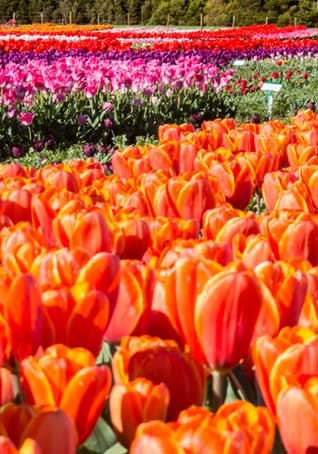 What's On In Hobart Tasmania